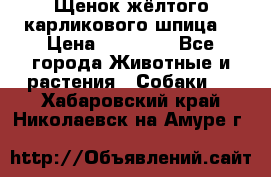 Щенок жёлтого карликового шпица  › Цена ­ 50 000 - Все города Животные и растения » Собаки   . Хабаровский край,Николаевск-на-Амуре г.